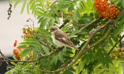 IMG_8816-small.jpg