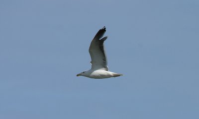 Great Black-backed Gull