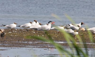 IMG_5337-small.jpg