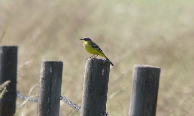 Yellow Wagtail (f. thunbergi)