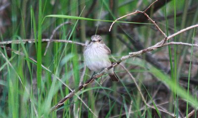 Spotted Flycatcher