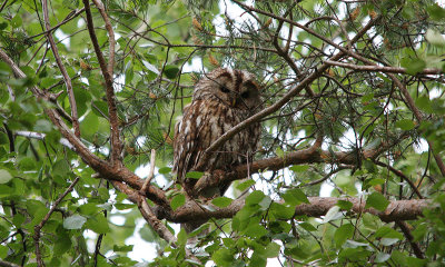 Tawny Owl