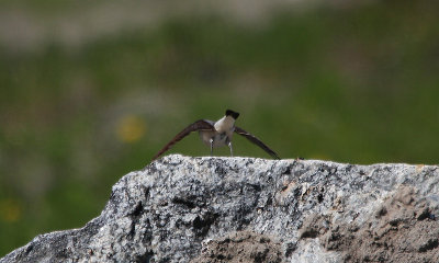 Northern Wheatear