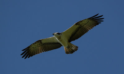 IMG_4980-small.jpg