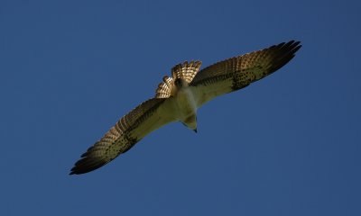 IMG_4978-small.jpg