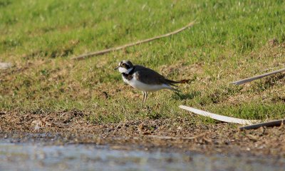 Little Ringed Plover