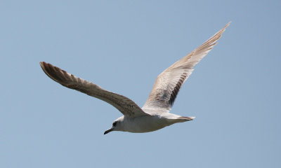 Common Gull