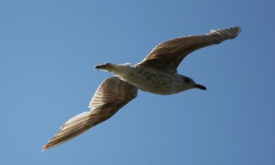 Herring Gull