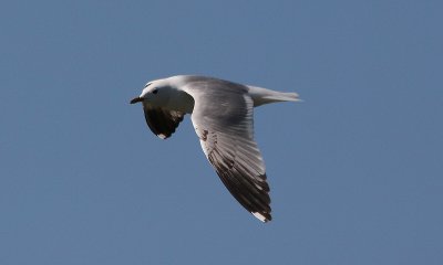 Common Gull