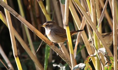 Bluethroat