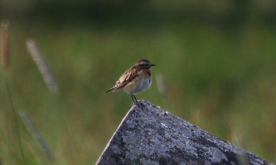 Whinchat