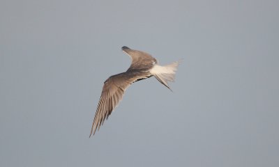 IMG_5952-small.jpg