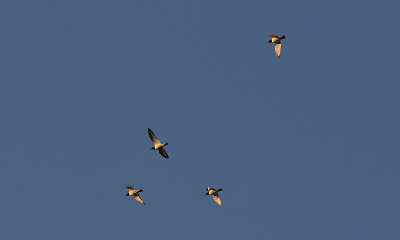 Oystercatcher