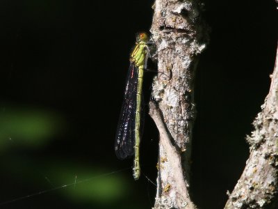 Swedish Dragonflies