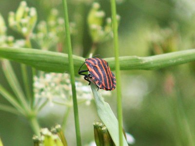 Striped Shield Bug