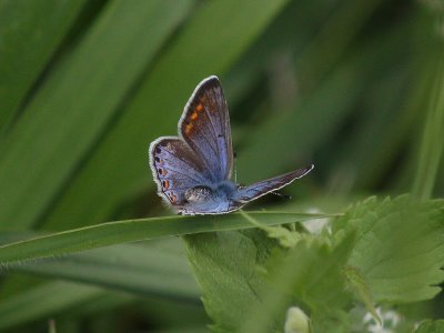 Swedish Butterflies & Moths