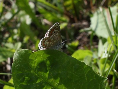 Adonis Blue