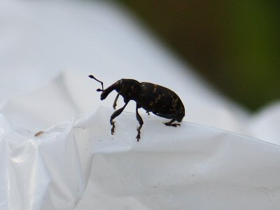 Pine weevil