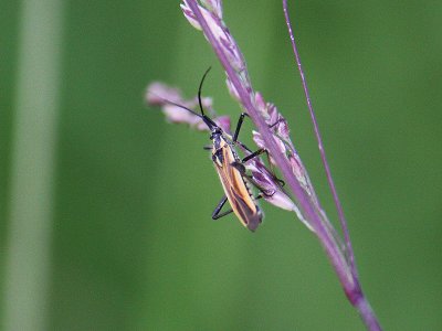 Meadow Plant Bug