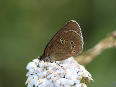 IMG_8037-small.jpg