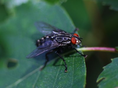 Grey fleshfly