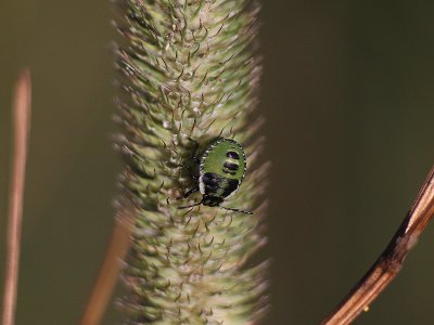 Green Shieldbug nymph