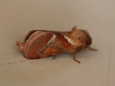 Orange Swift