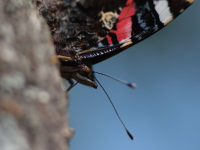 Red Admiral