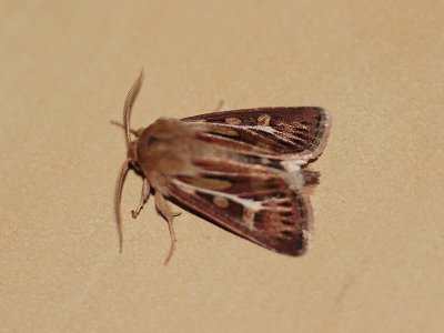 Antler Moth