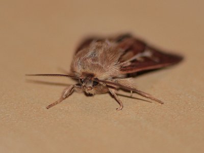 Antler Moth