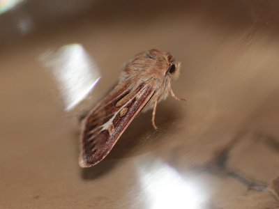 Antler Moth