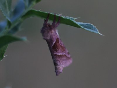 IMG_8747-small.jpg