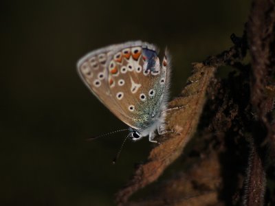 Common Blue