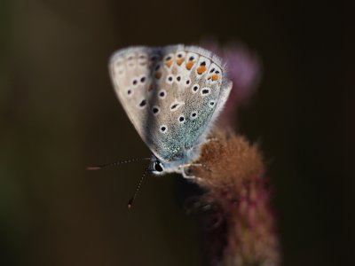 Common Blue