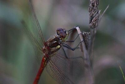 Swedish Dragonflies