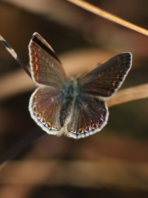 Common Blue