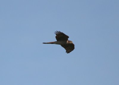 Sparrowhawk