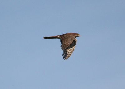 Sparrowhawk