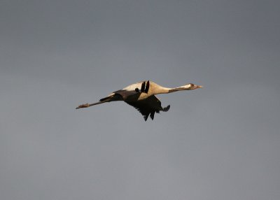 IMG_2046.jpg
