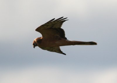 Pallid Harrier