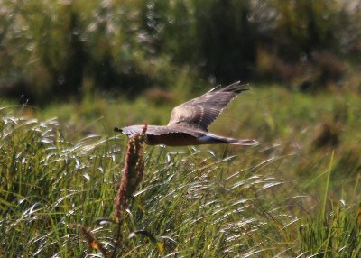 Pallid Harrier