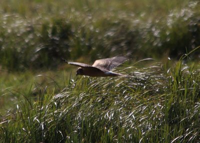 Pallid Harrier