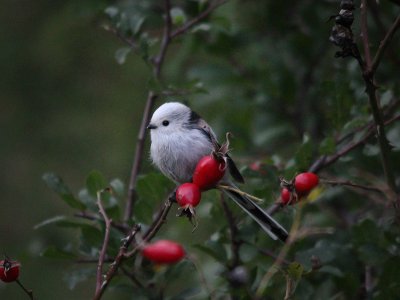 Long-tailed Tit