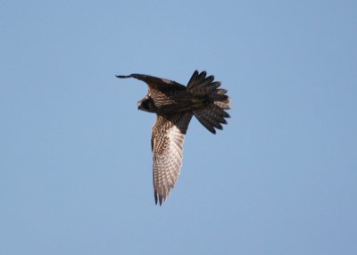 Peregrine Falcon