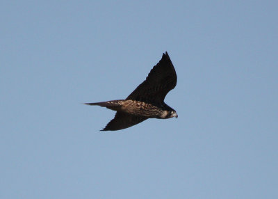 IMG_3447-small.jpg