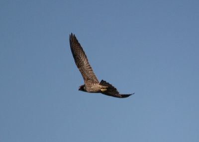 Peregrine Falcon