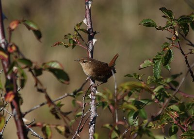 IMG_3576-small.jpg