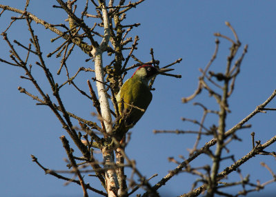 Green Woodpecker