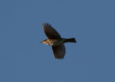 IMG_4799-small.jpg