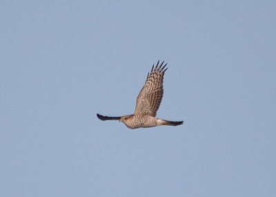 IMG_4855-small.jpg